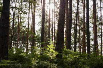 Sunlight filtering through tall pine trees in a dense forest with vibrant green undergrowth and ferns, creating a serene and natural woodland scene.