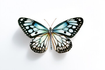 Obraz premium A butterfly drawn on a white isolated background.
