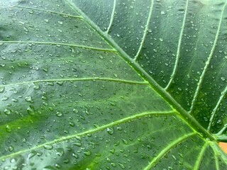 green leaf with drops of water