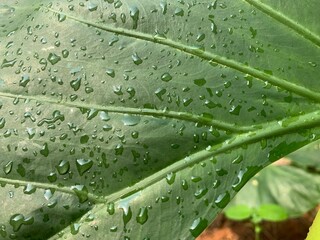 green leaf with drops of water