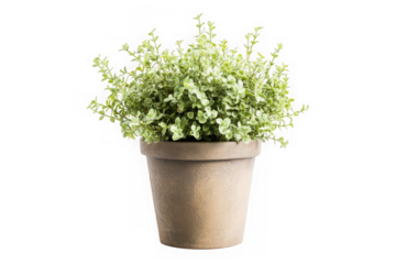 Potted green plant bush in beige pot, indoor houseplant, home decor, garden, nature, botanical illustration, png image isolated on transparent background