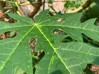 green leaf with drops of water