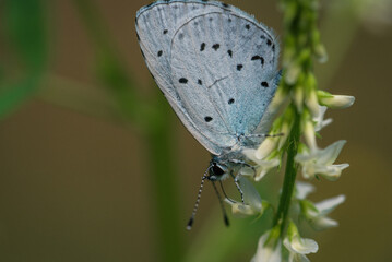 SUMMERTIME - Colorful butterfly on flowers in the meadow