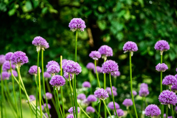 Vibrant purple allium flowers in bloom in summer garden