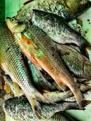 Freshly caught freshwater fish displayed at a market