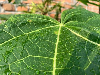 green leaf with drops of water