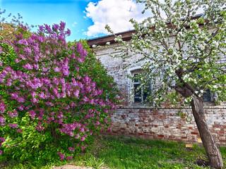 Blooming lilac and flowering tree near an old brick building on a sunny spring day