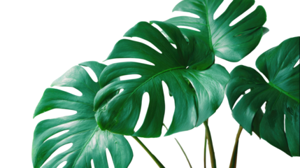 Vibrant green monstera leaves offering a fresh and tropical aesthetic for decor.