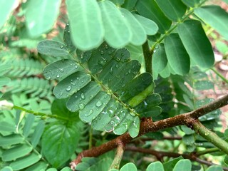 green leaf with drops of water