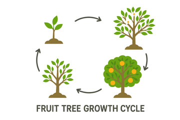 Obraz premium Fruit Tree Growth Cycle Vector Illustration. Stages of Plant Development, Seedling to Mature Orange Tree with Fruits. Botanical Lifecycle Concept, Agriculture, Gardening, Education, Isolated Design