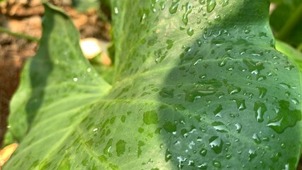 green leaf with drops of water