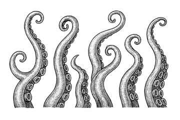 Vintage engraving octopus tentacles. Hand drawn marine animal illustration. Curled cephalopod arms with suckers. Underwater sea life. Nautical tattoo, ocean nature, underwater wildlife concept
