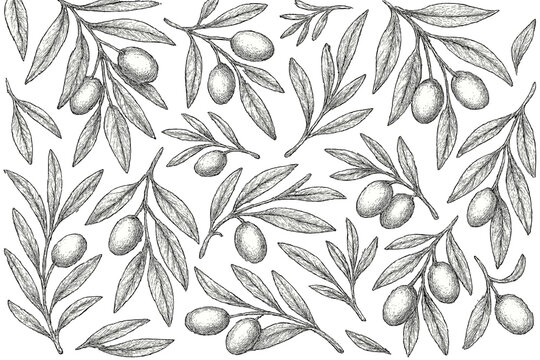 Hand drawn seamless olive branches pattern, vintage botanical olives fruit background, detailed sketch leaf and twig design, Mediterranean nature illustration, food packaging and textile motif