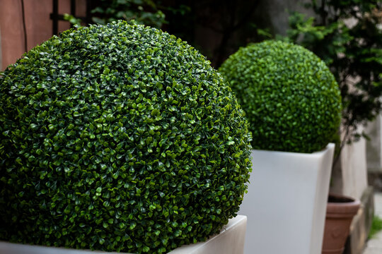 Decorative green topiary balls in modern white pots for elegant garden design