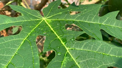 green leaf with drops of water
