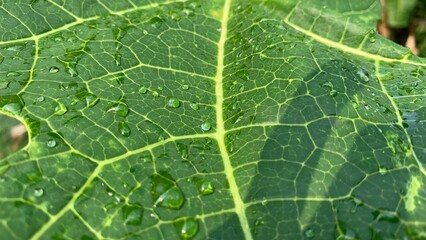 green leaf with water drops