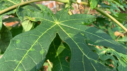 green leaf with drops of water