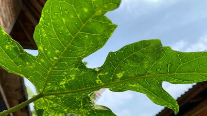 green leaf with drops of water