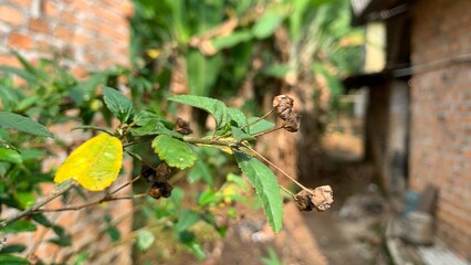 green leaf with drops of water