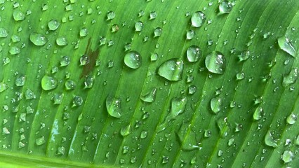 green leaf with drops of water