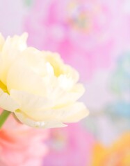 Fototapeta premium Soft pastel flower close-up