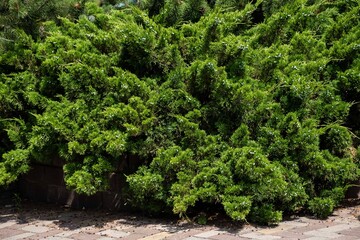 Lush green bushes in sunlit garden featuring dense foliage for landscape design