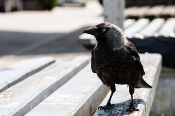 Blackbird perched on wooden bench in outdoor setting for nature and wildlife observation