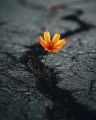 Bright orange flower blooms in cracked asphalt, showcasing resilience amid a harsh urban landscape at midday