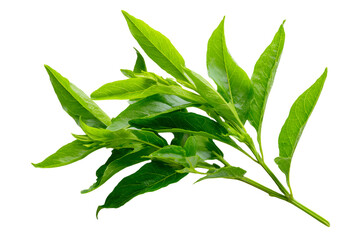 Fototapeta premium Natural Thai herbal remedy made from organic Kariyat leaves, scientifically identified as Andrographis paniculata Wall ex Ness, belonging to the Acanthaceae family.