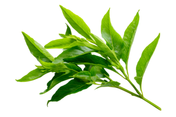 Natural Thai herbal remedy made from organic Kariyat leaves, scientifically identified as Andrographis paniculata Wall ex Ness, belonging to the Acanthaceae family.