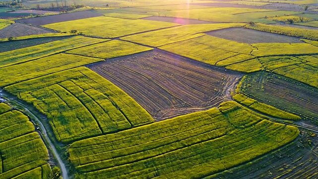 Aerial view of vibrant green fields under a sunset, showcasing agricultural patterns and tranquility
