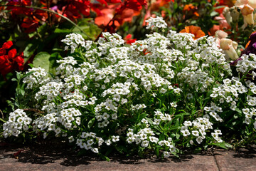 Vibrant white flowers in a garden setting with colorful background blooms