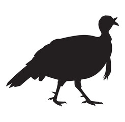 Fototapeta premium Silhouette of a wild turkey in black isolated on a white background for design and illustrations
