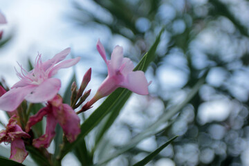 pink magnolia flowers