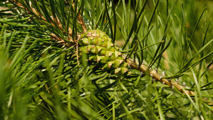 Close-up of small young green pine cone, surrounded by sharp green needles on pine branch. Symbolizing new beginnings, health and natural growth. For themes of wellness, nature, and organic products.