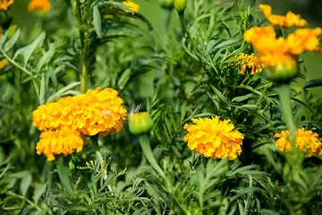 Vibrant marigolds in full bloom amidst lush greenery