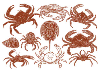 Vintage hand-drawn illustration of various crabs and hermit crabs, detailed in engraving style with naturalist precision.