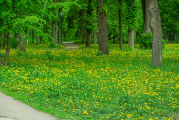 A field of blooming dandelions in a city park in early spring.