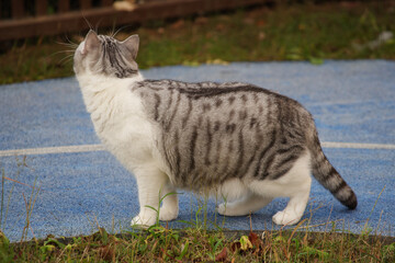 Chubby American Shorthair Cat Outdoors