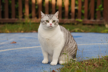 Chubby American Shorthair Cat Outdoors