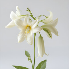 Ipomoea alba, commonly known as moonflower, isolated on white background.