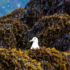 Seabird amidst seaweed (3)