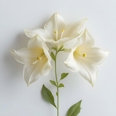 Ipomoea alba, commonly known as moonflower, isolated on white background.