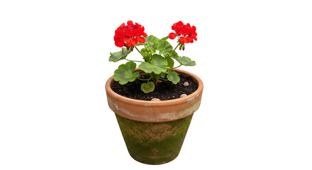 Black curly mustache beard isolated on white background



