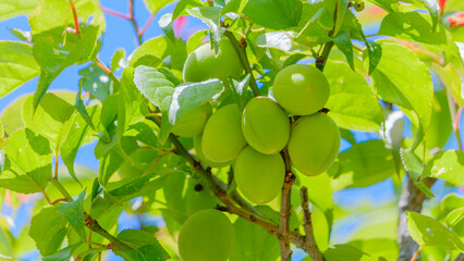 梅の青い実と青空の初夏の風景