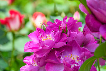 満開の紫色の薔薇のクローズアップ