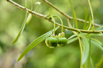 Cascabela thevetia (L.) Lippold immature green fruits, commonly called yellow oleander or lucky nut, a poisonous tropical plant