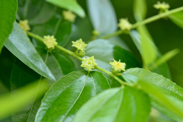 Ziziphus jujuba flower in Summer bloom, jujube tree bloom, Chinese date blooming, Red date, Indian jujube, Korean date