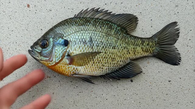 Freshly Caught Green Sunfish on Light Surface - A recently caught green sunfish lies on a light beige speckled surface, a hand partially visible in the lower left corner.