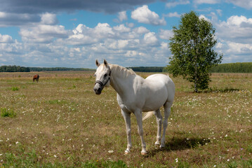 Obraz premium horse in the field